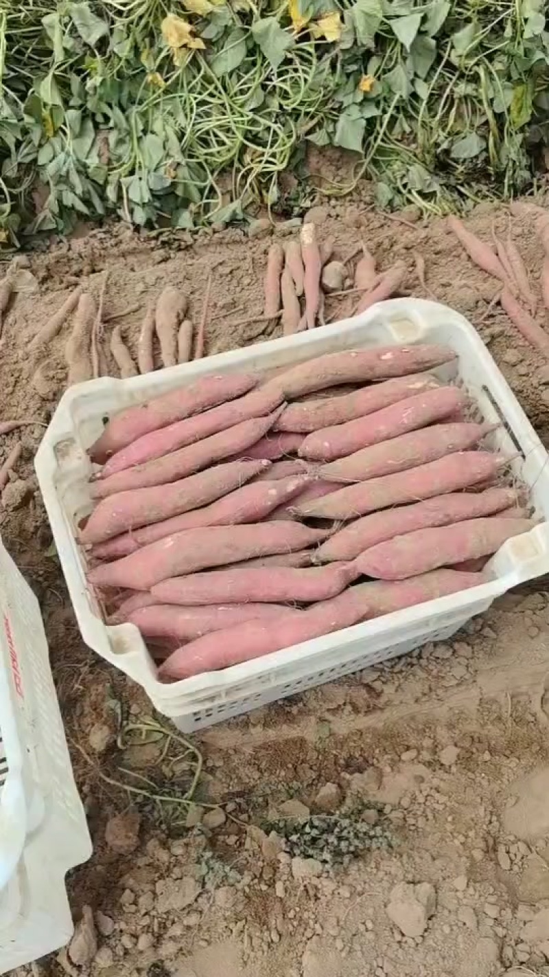 大荔县板栗红薯