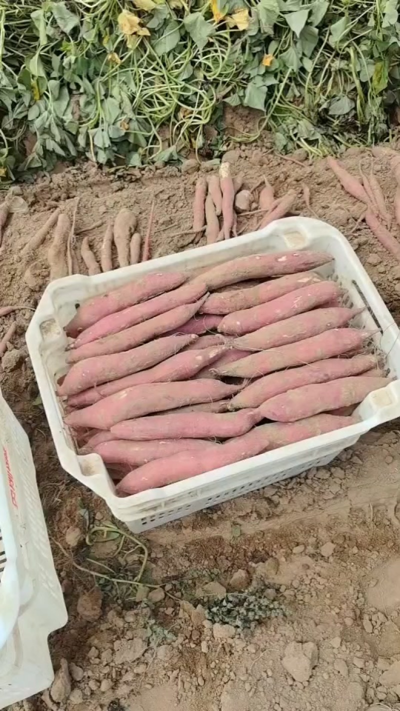 大荔县板栗红薯