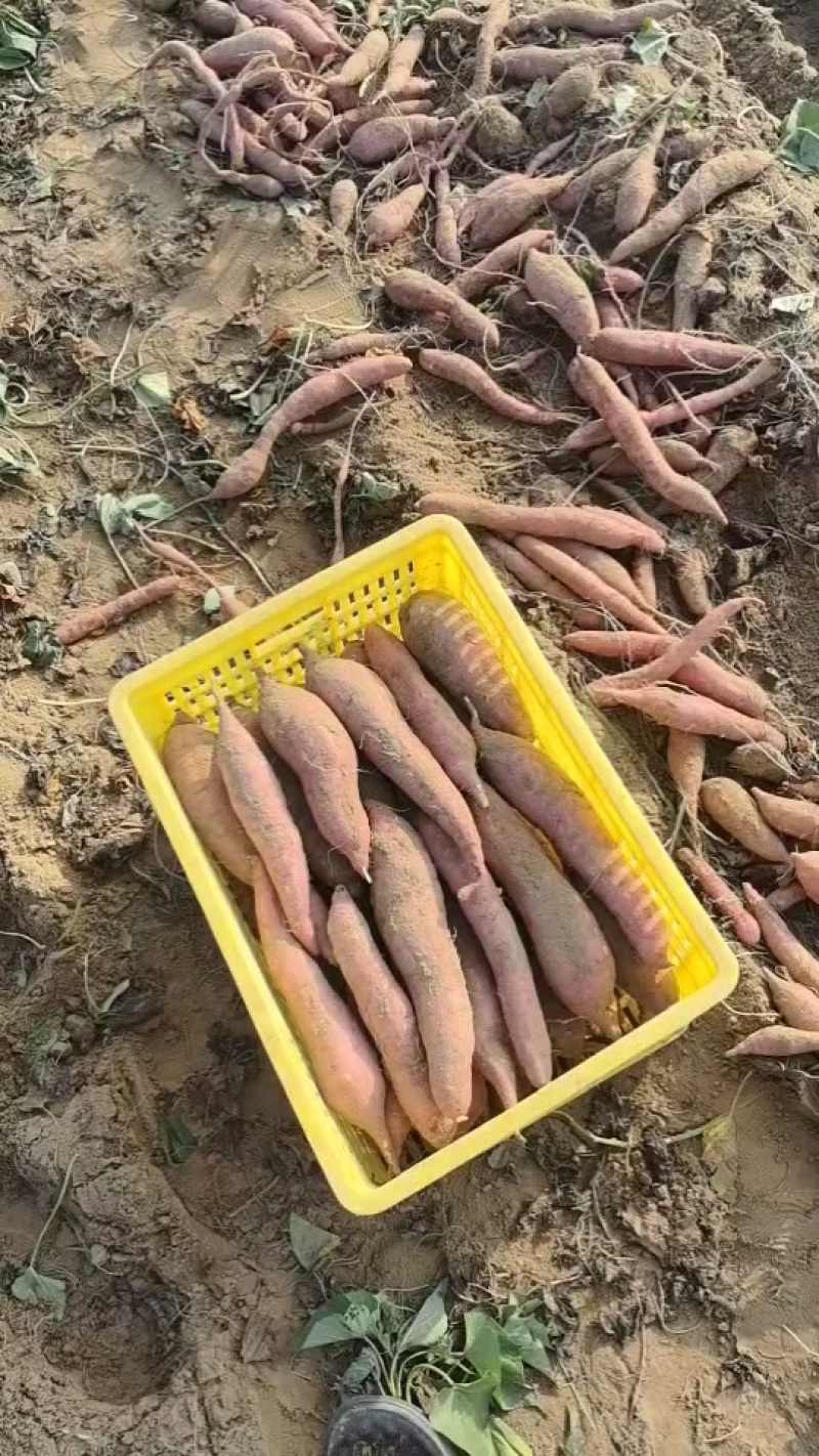 大荔县板栗红薯