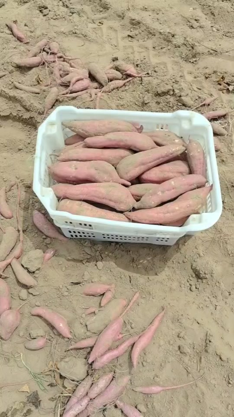 大荔县板栗红薯
