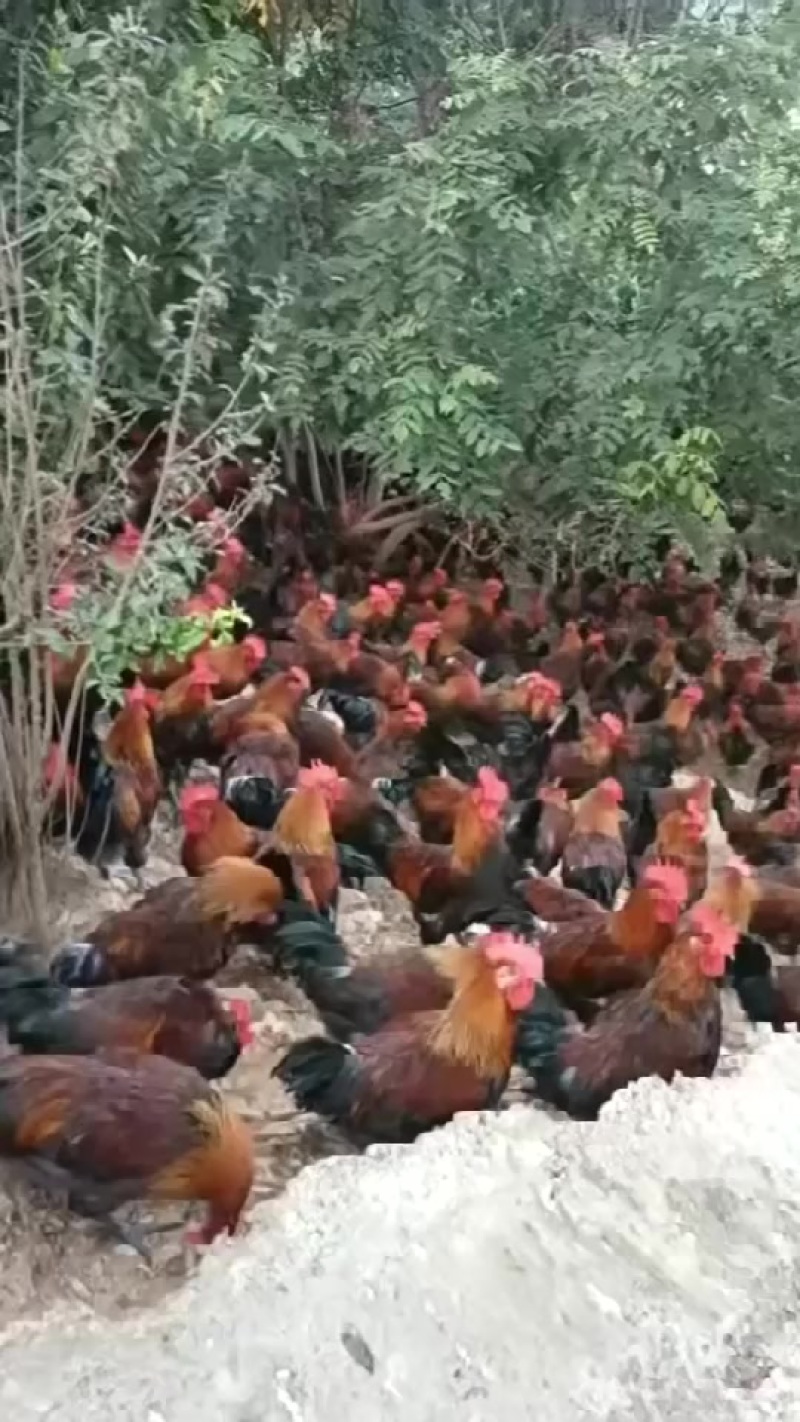 瑶公5.5斤！5.2斤！​瑶母4.8斤！4.5斤！4.2斤