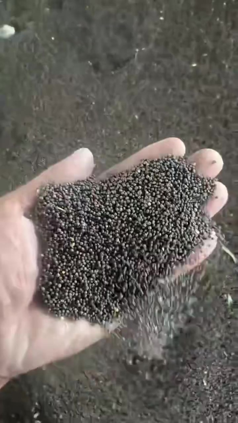 衡水油菜籽