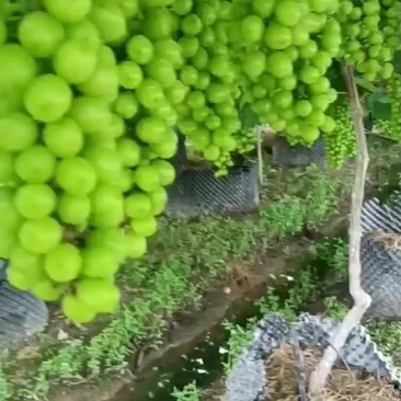 阳光玫瑰葡萄
