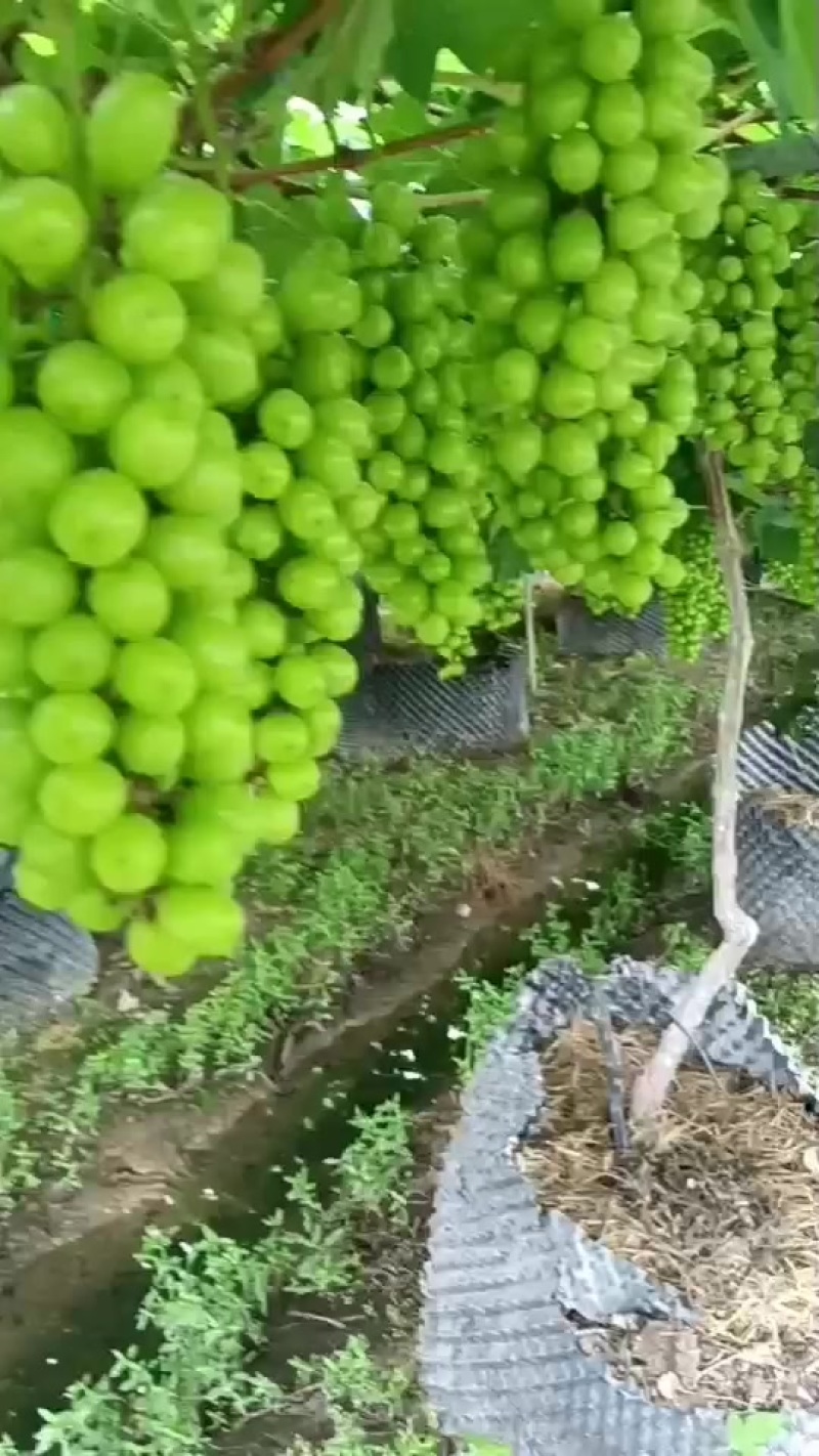 阳光玫瑰葡萄
