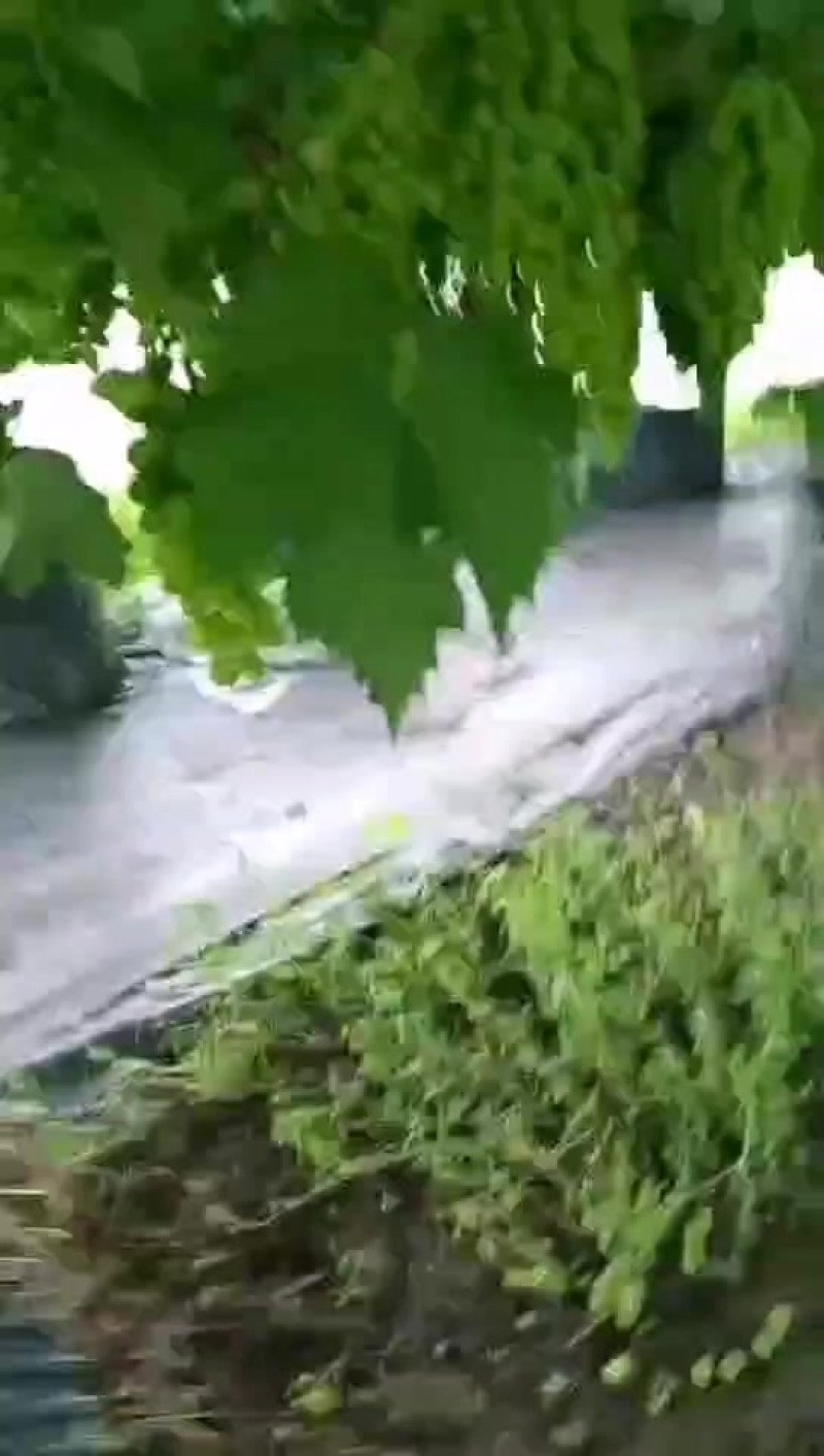 阳光玫瑰葡萄