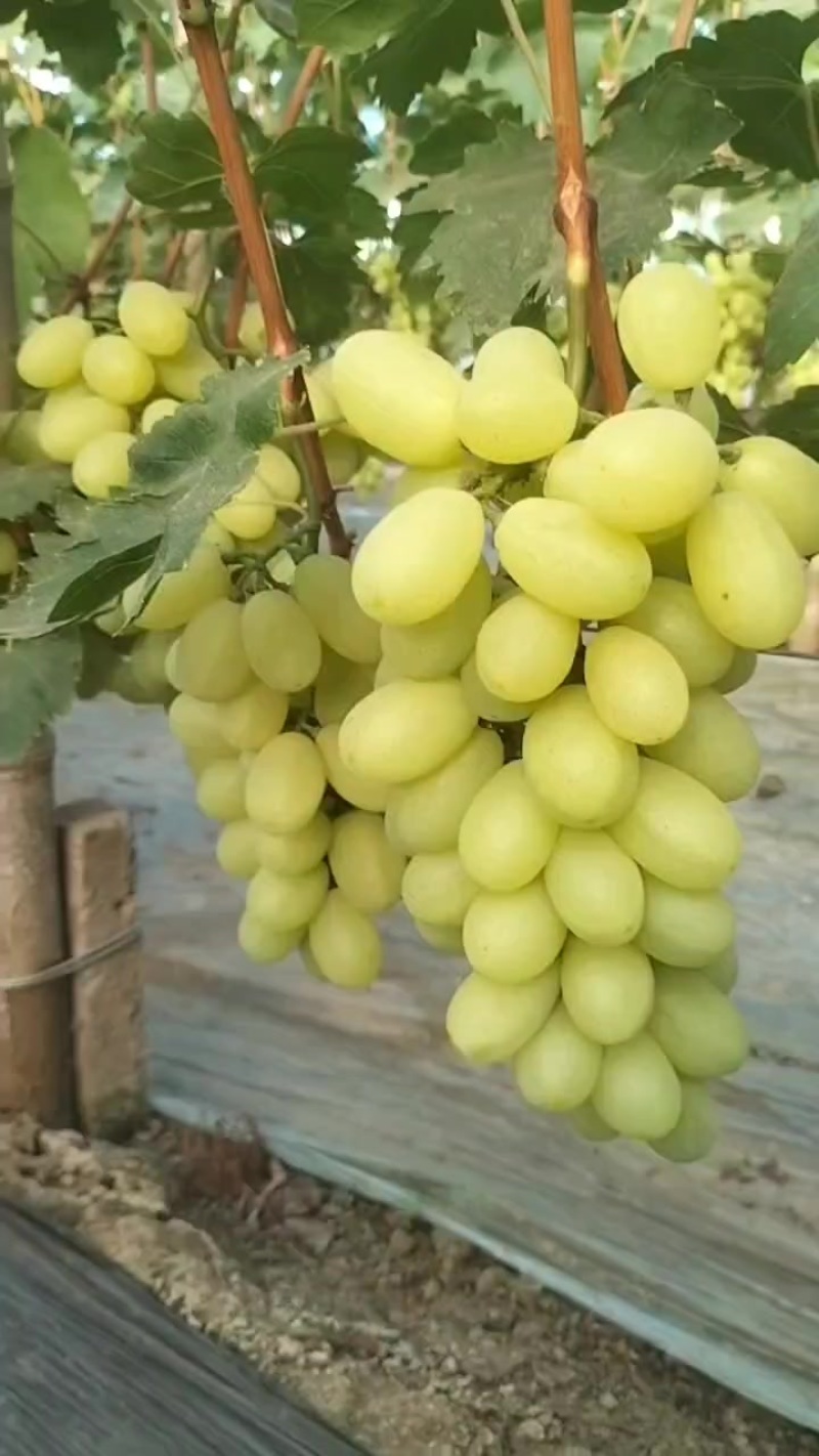 河北衡水饶阳维多利亚葡萄