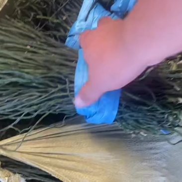 精品干豆角