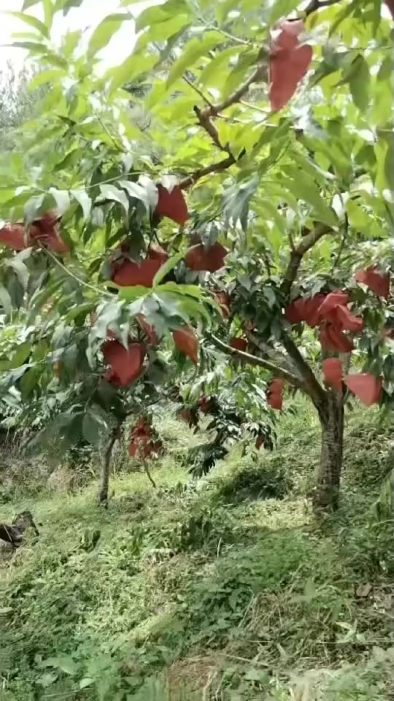 黄桃