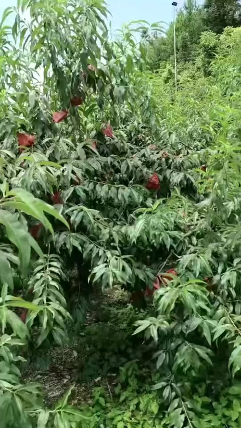 黄桃