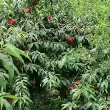黄桃