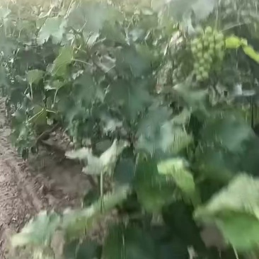 罐头厂巨峰青无核上市中