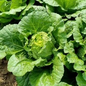 沽源县大白菜