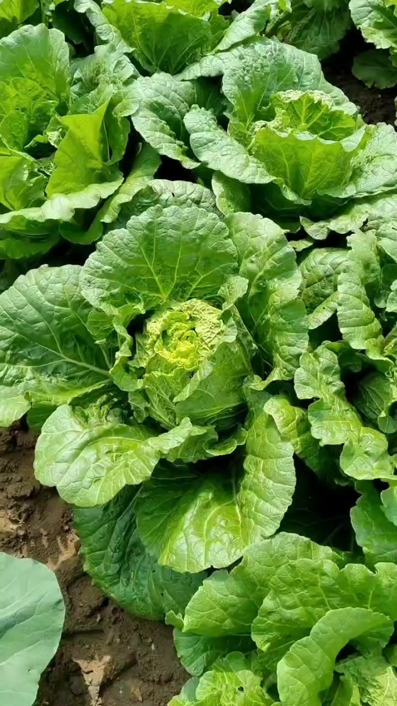 沽源县大白菜