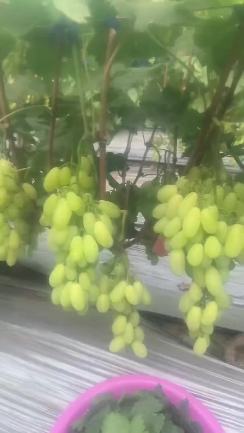 金蜜