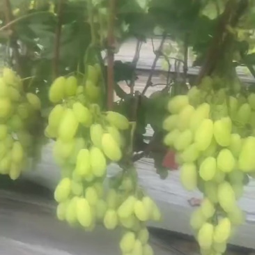 金蜜