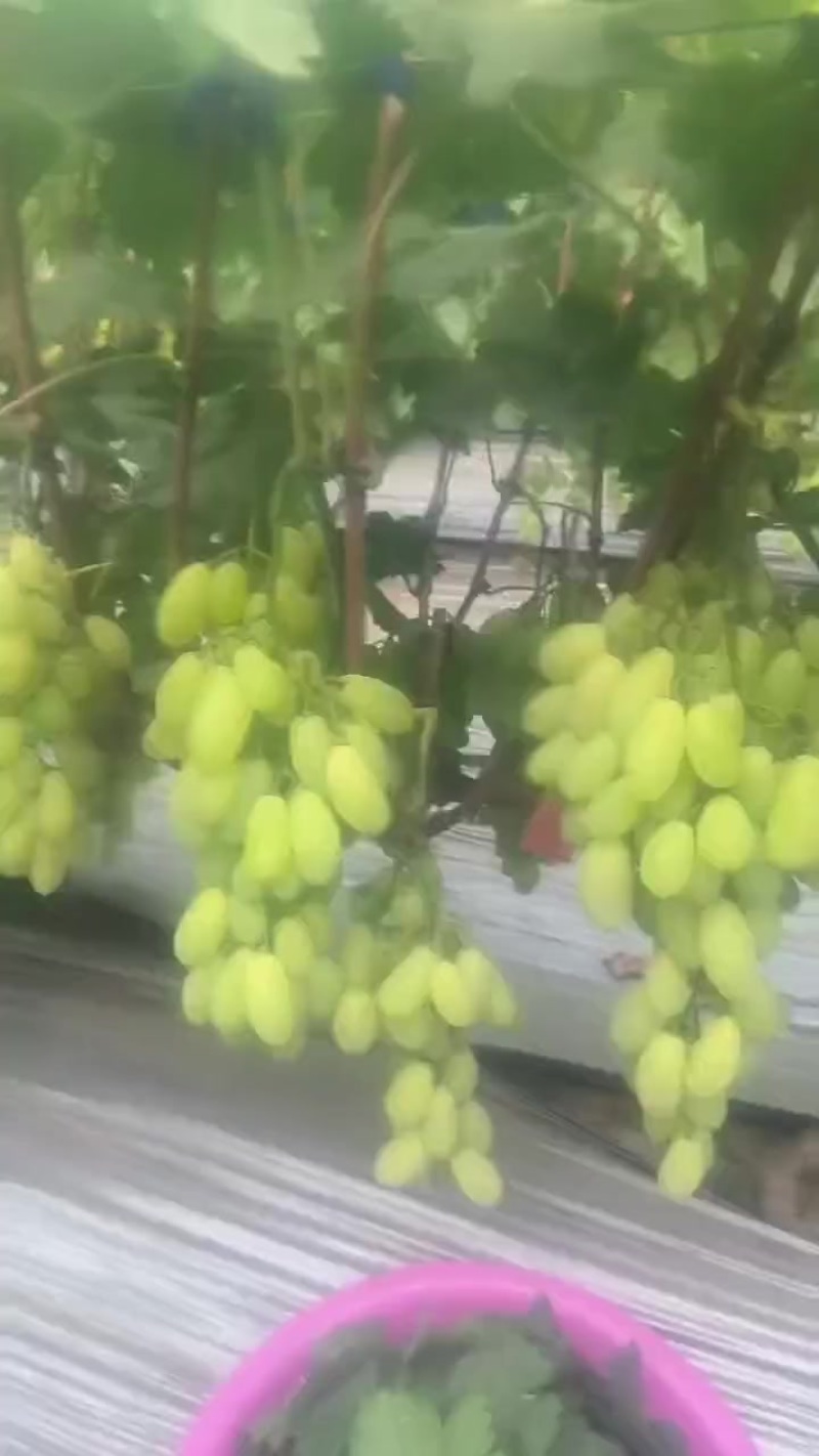 金蜜