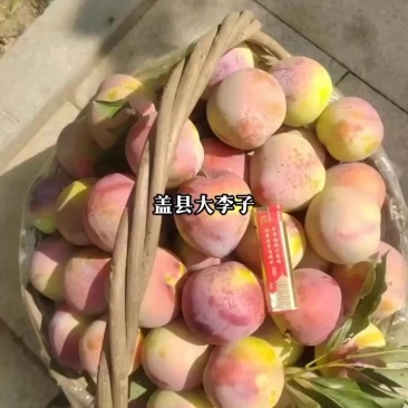 李子