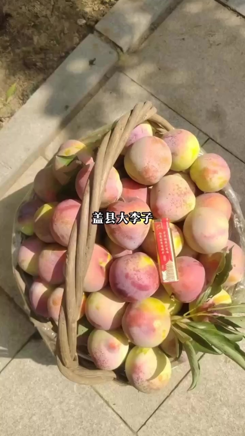 李子