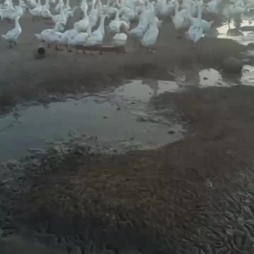 鹅