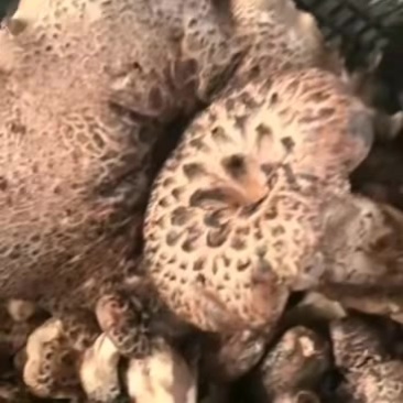 野生虎掌菌