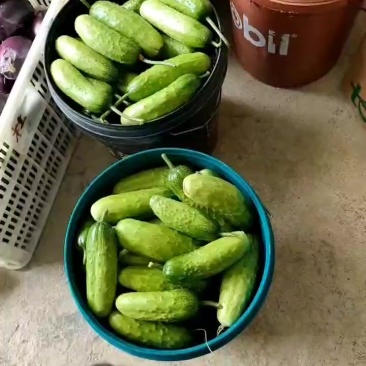 水果黄瓜大量供应中