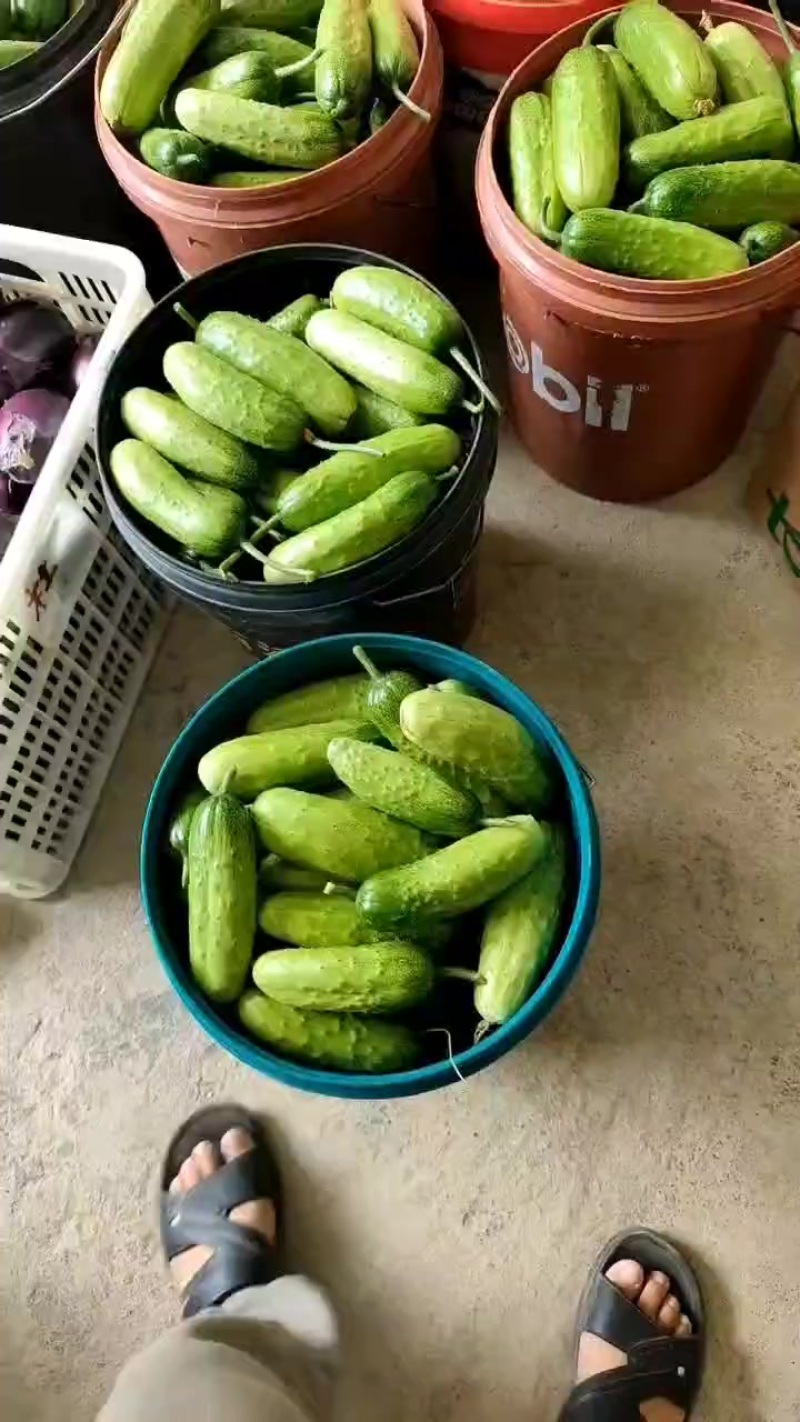 水果黄瓜大量供应中
