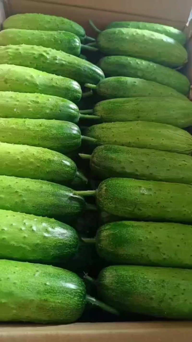 水果黄瓜大量供应中