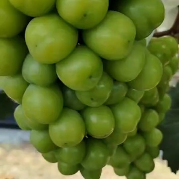 阳光玫瑰