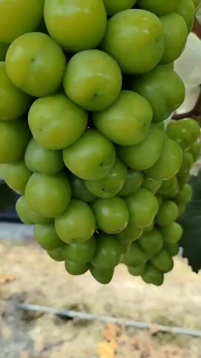 阳光玫瑰