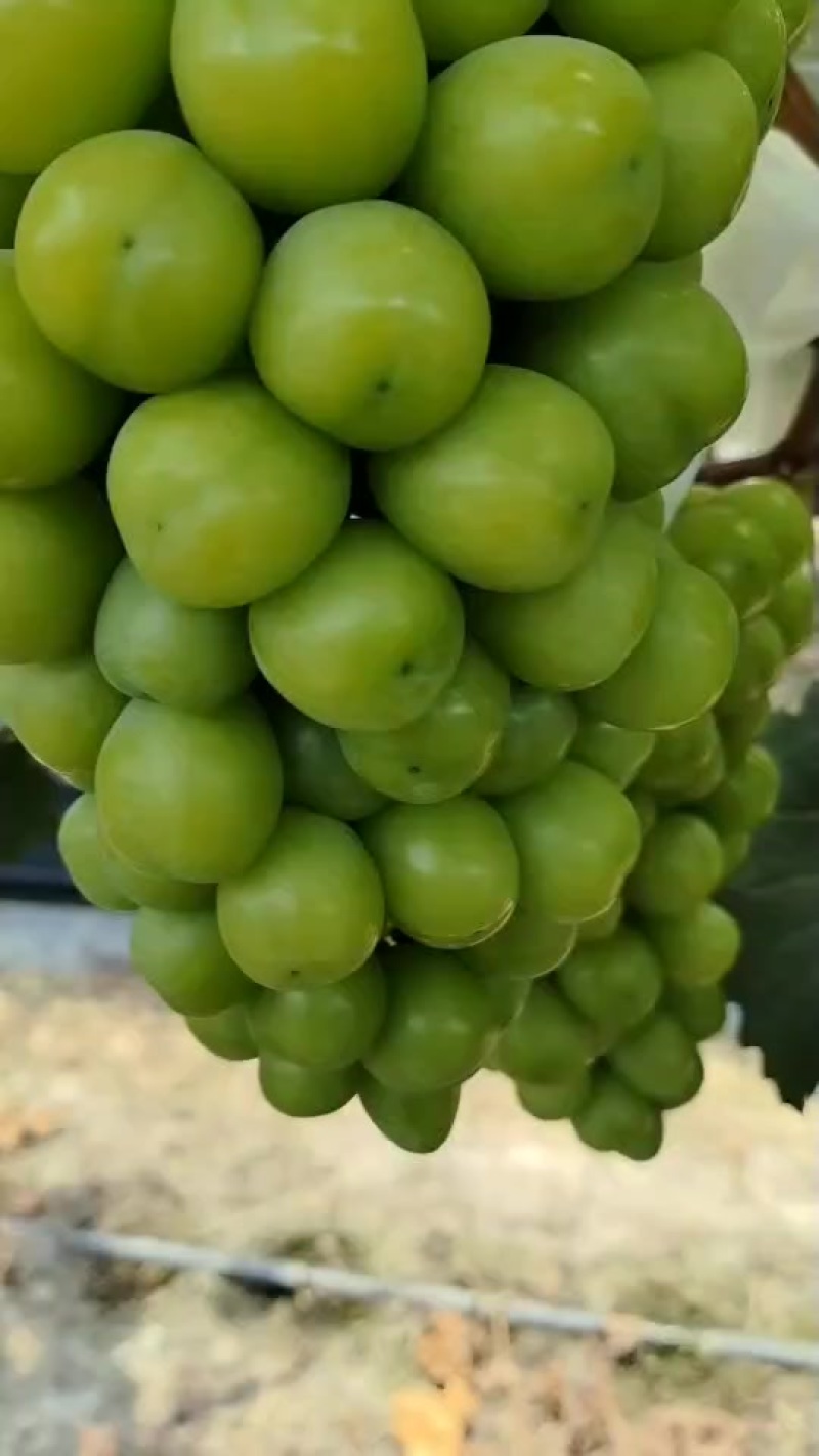 阳光玫瑰