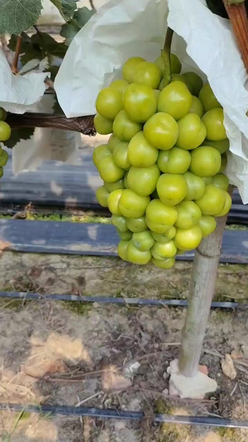 阳光玫瑰
