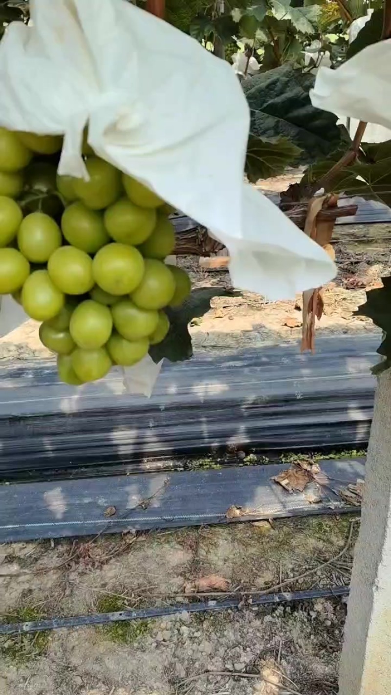 阳光玫瑰