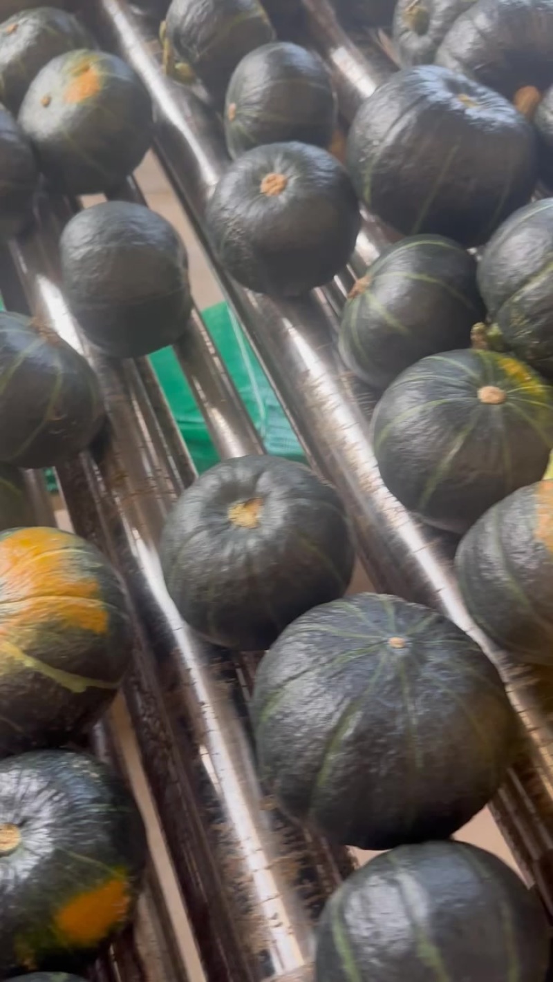 贝贝南瓜，内蒙货大量上市需要的老板联系