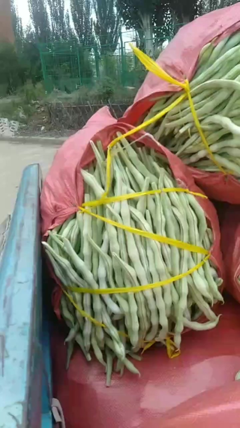 白无丝