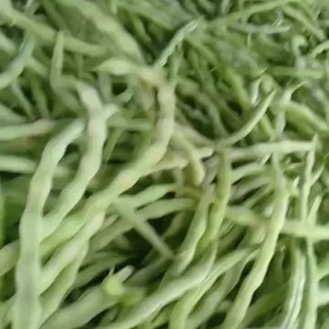 白无丝