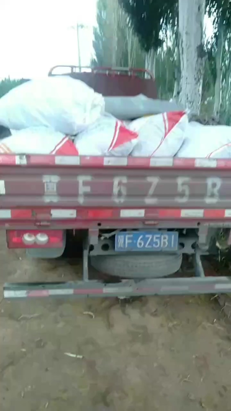 白无丝