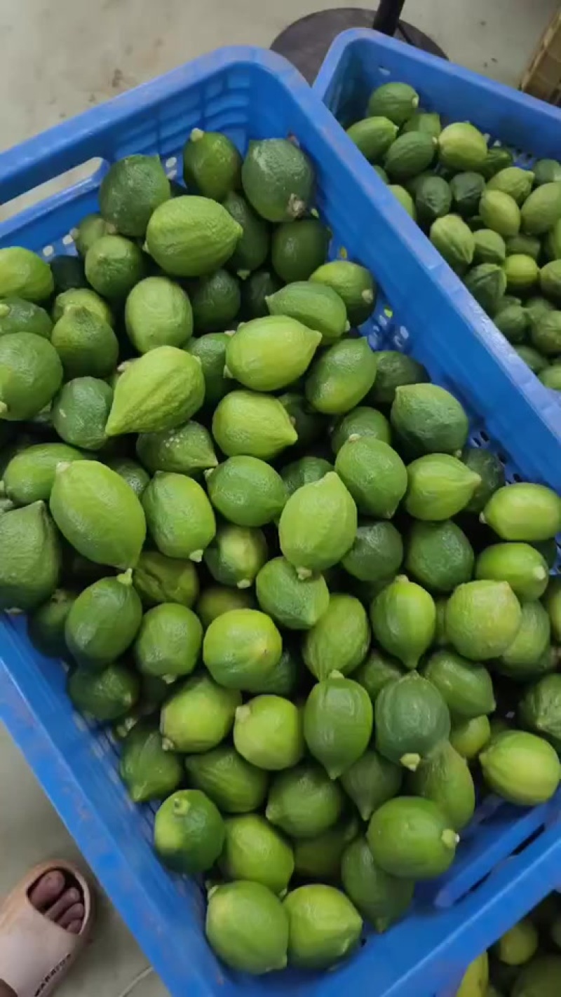 广东香水柠檬