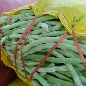 白无丝