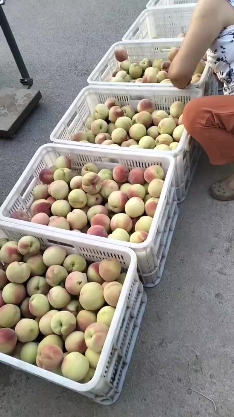 青州脆甜离核蜜桃，支持一件代发