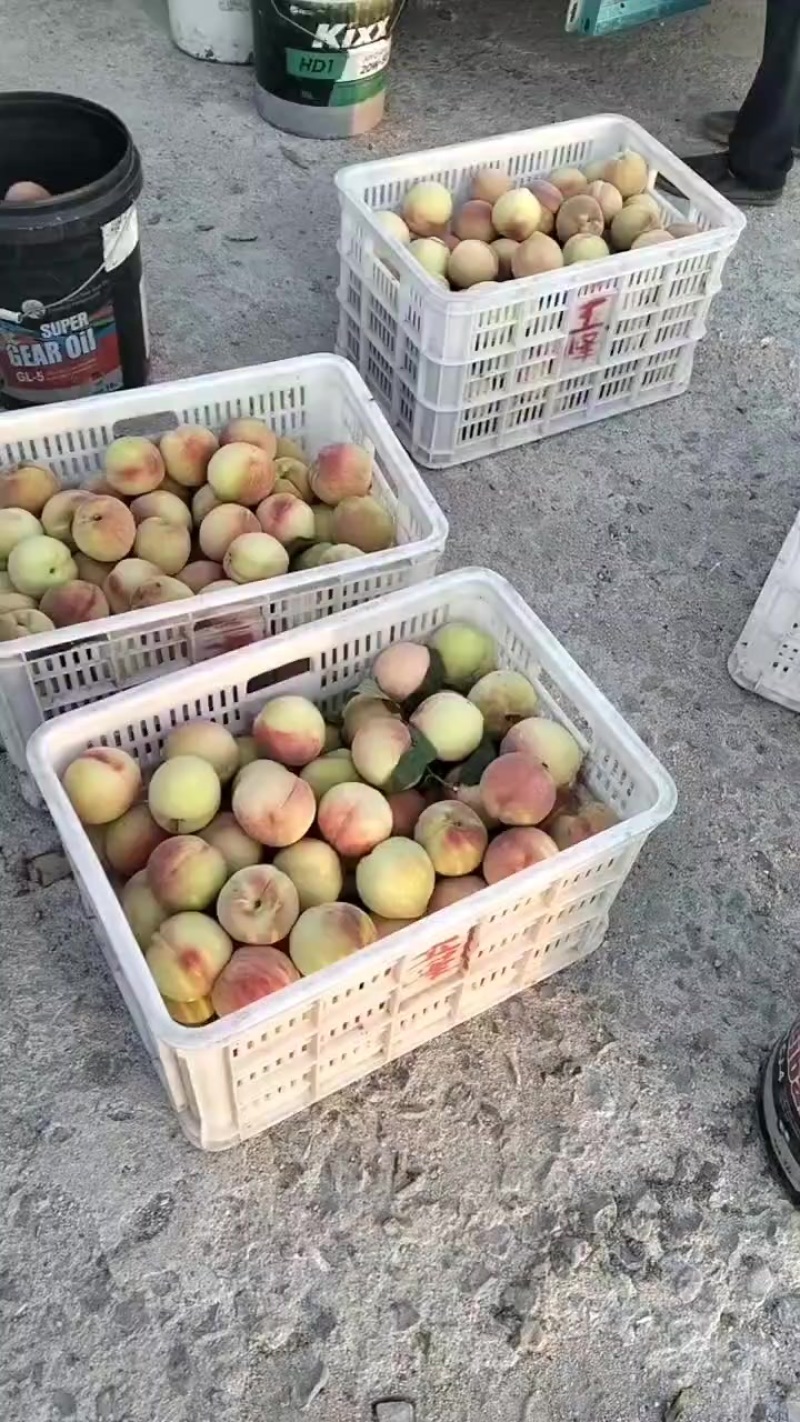 青州脆甜离核蜜桃，支持一件代发