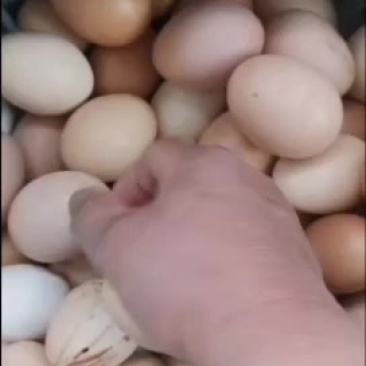 溜达鸡蛋