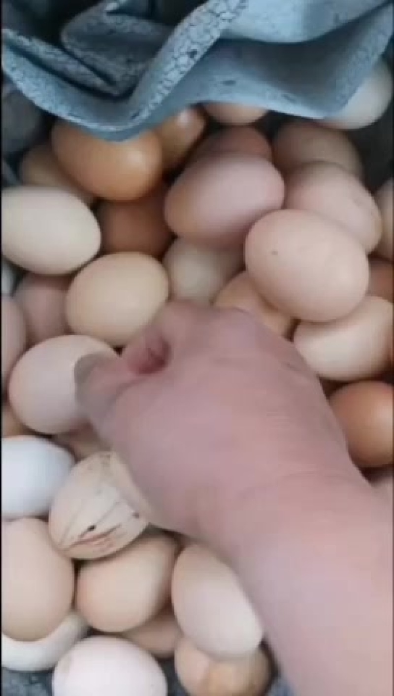 溜达鸡蛋
