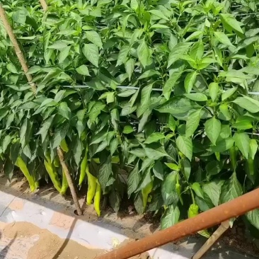 辣椒
