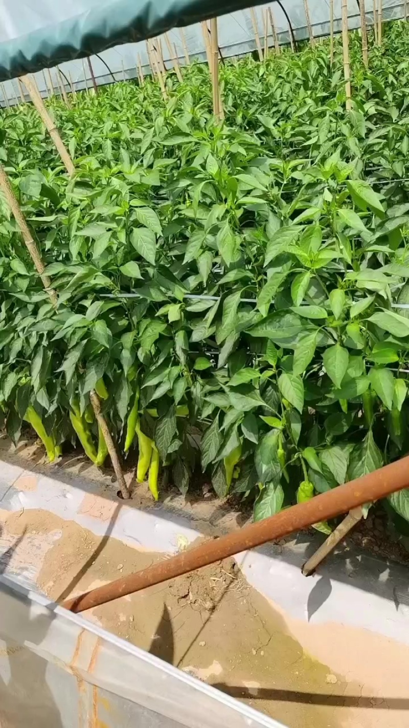 辣椒