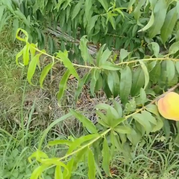 锦绣黄桃