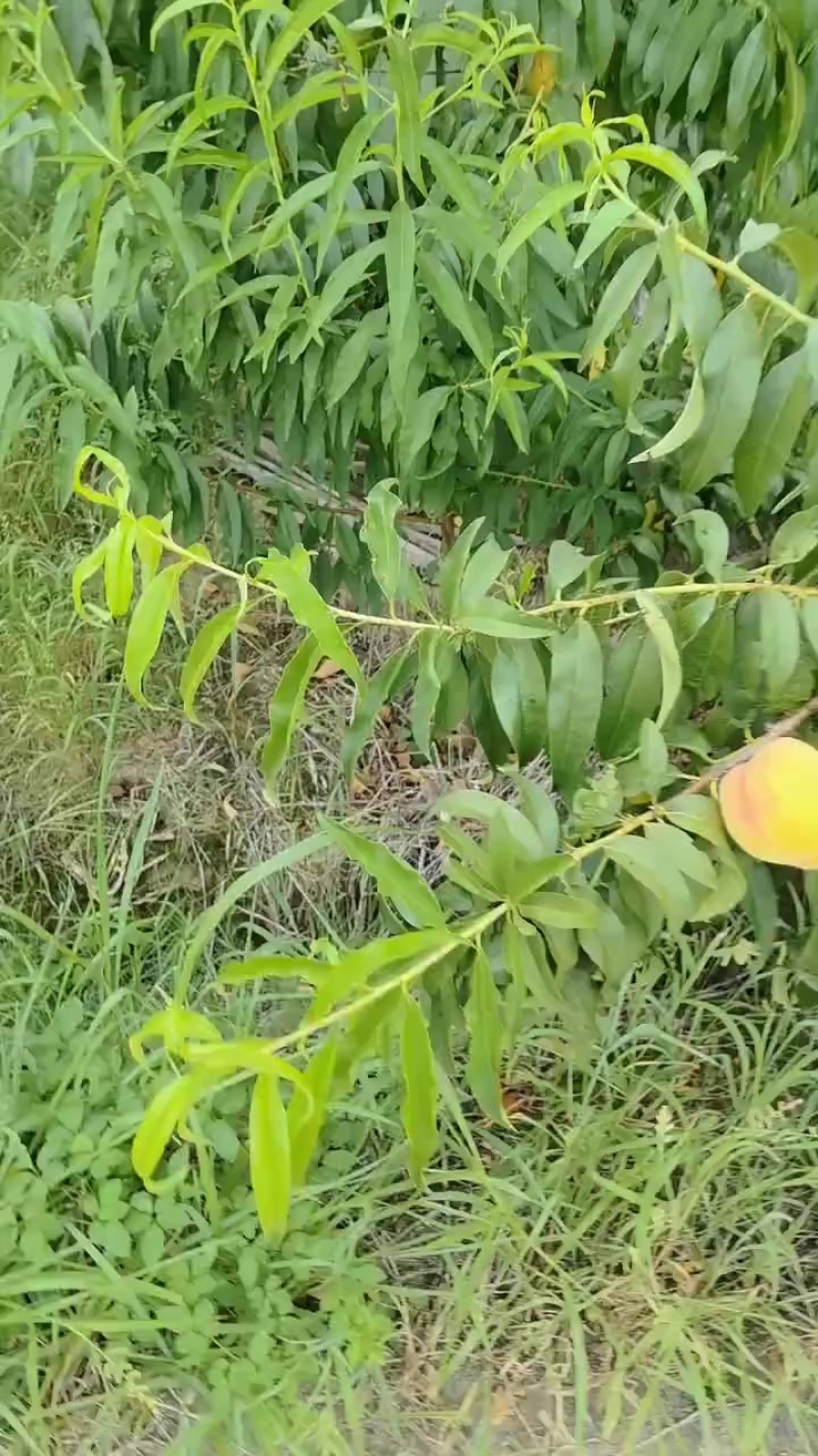 锦绣黄桃