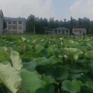 每天现采新鲜白莲