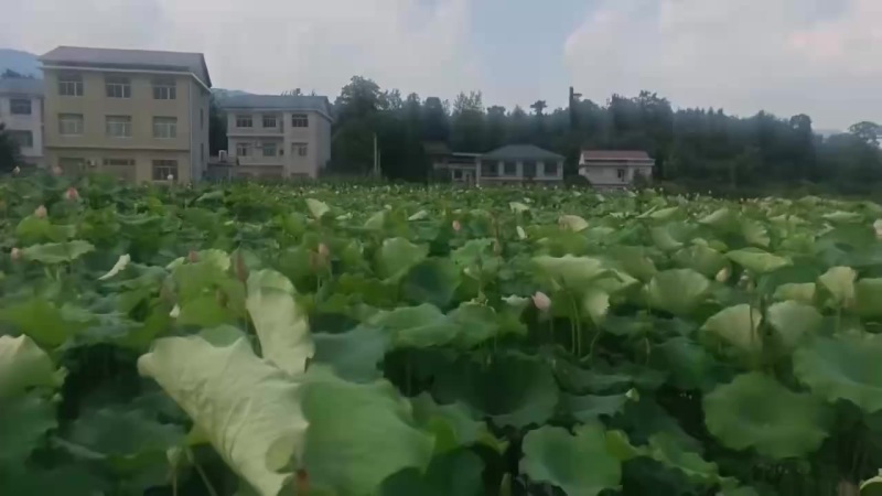 每天现采新鲜白莲