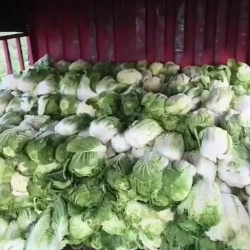 大白菜150亩便宜出需要的老板联系
