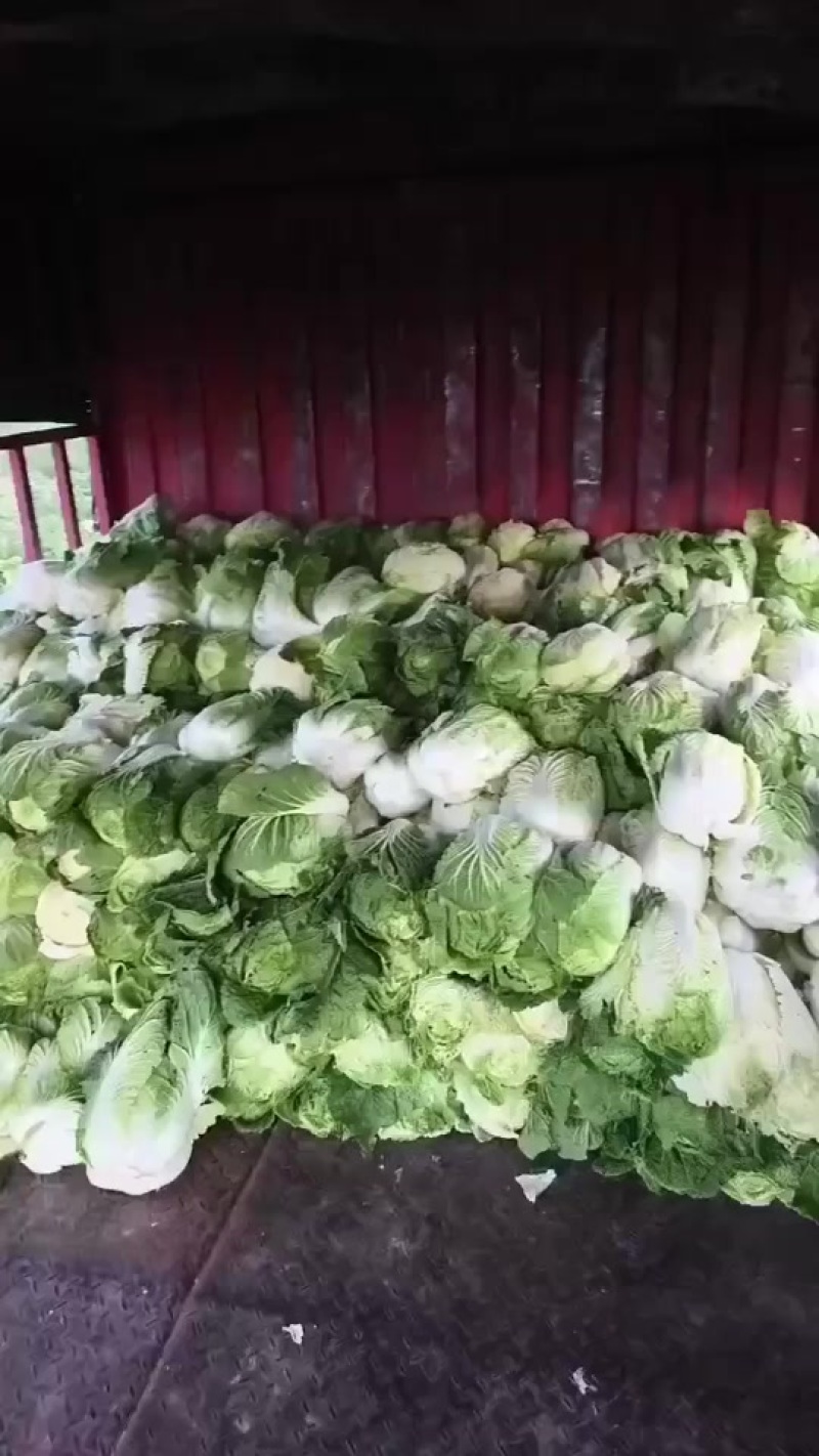 大白菜150亩便宜出需要的老板联系